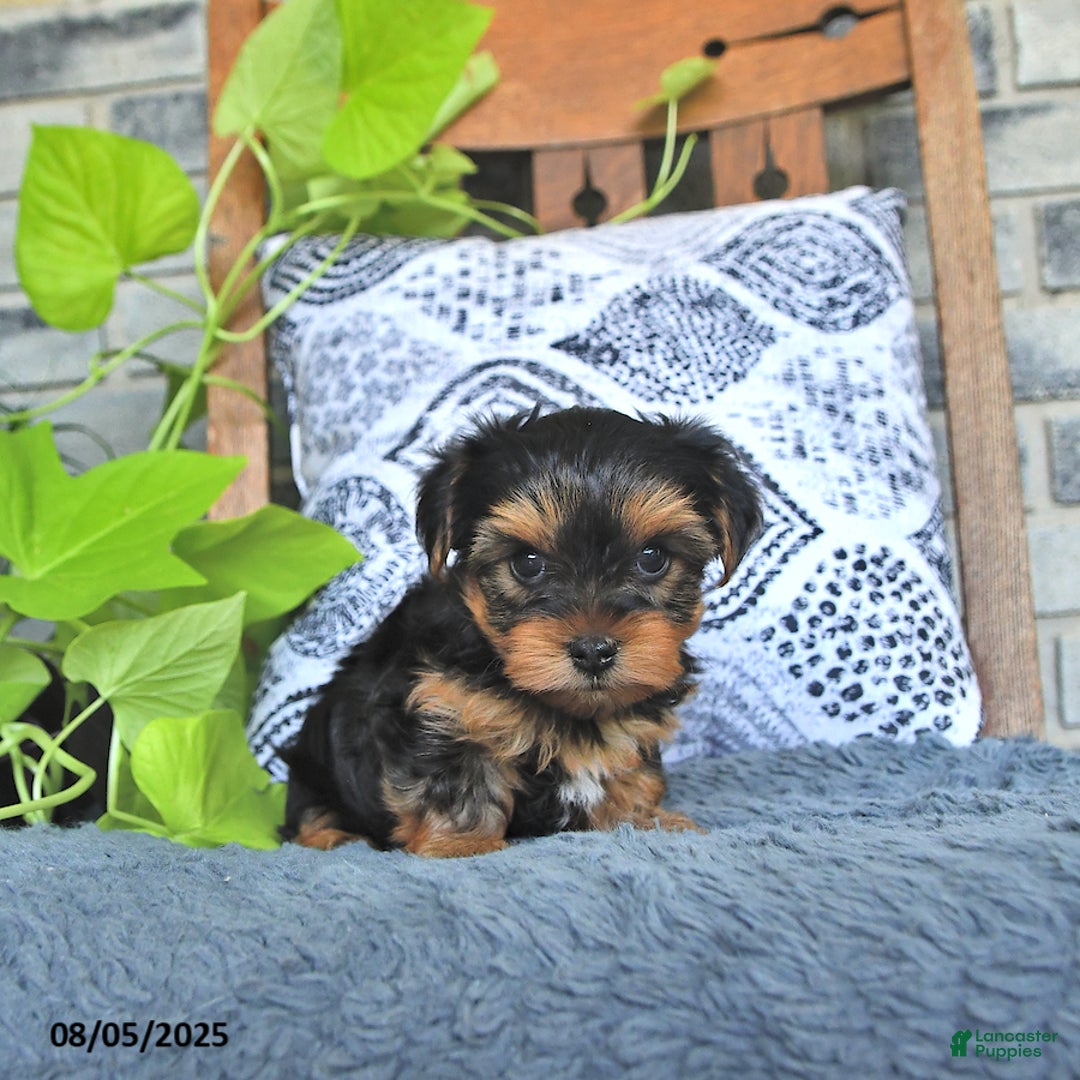 Yorkshire Terrier dogs for sale: Quinn - Image 3