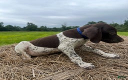 German Shorthaired Pointer dogs for sale: Festus - Image 2