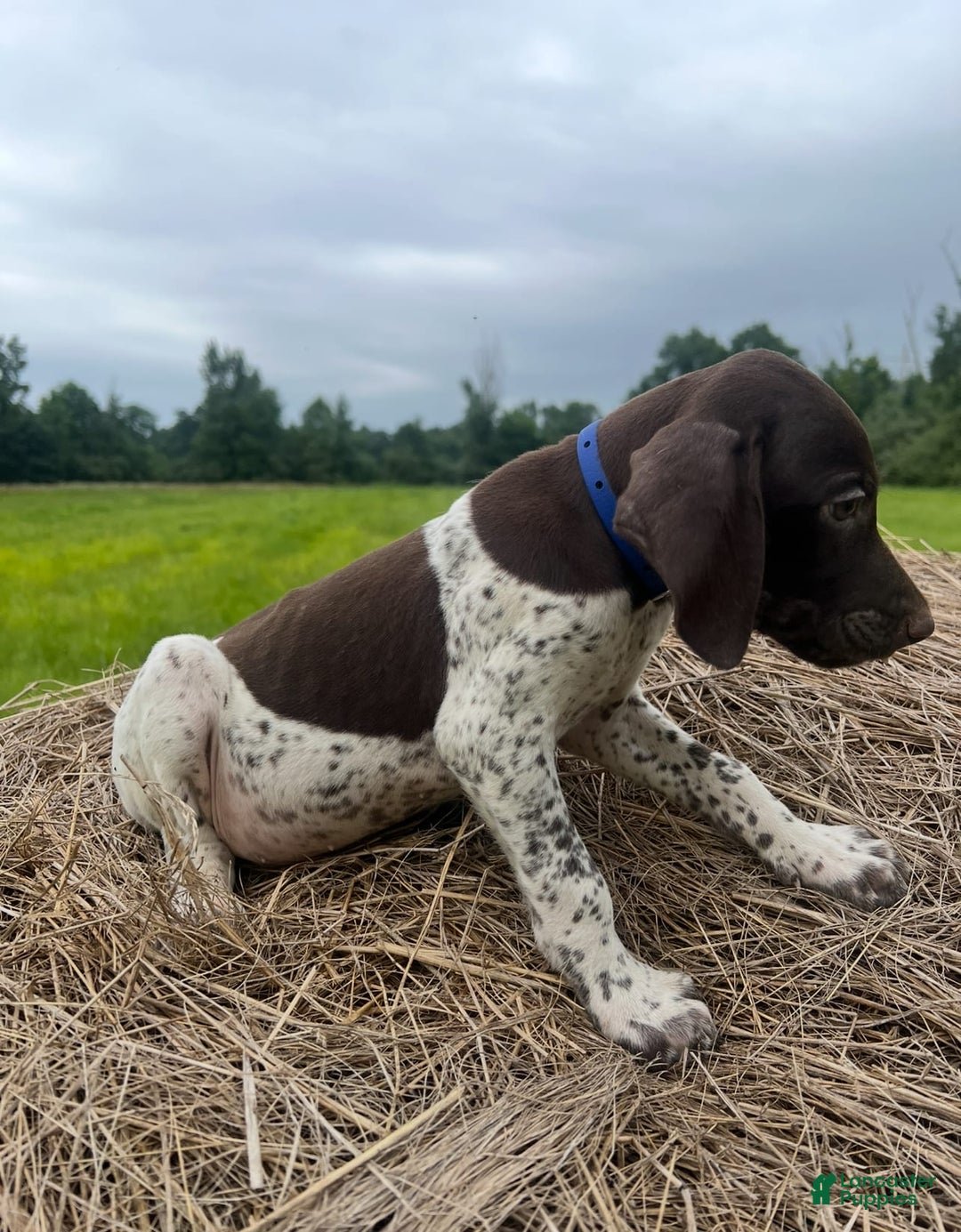 German Shorthaired Pointer dogs for sale: Festus - Image 2