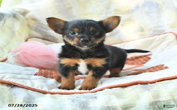 Yorkshire Terrier dogs for sale: Yorkshire Terrier 6 puppies - Image 5
