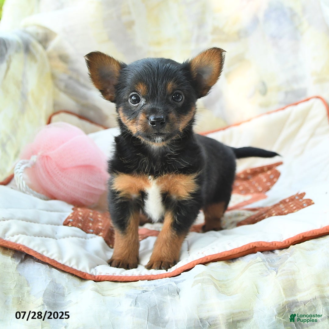 Yorkshire Terrier dogs for sale: Yorkshire Terrier 6 puppies - Image 5