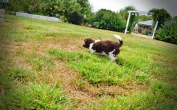 Havapoo dogs for sale: Hero - Image 12