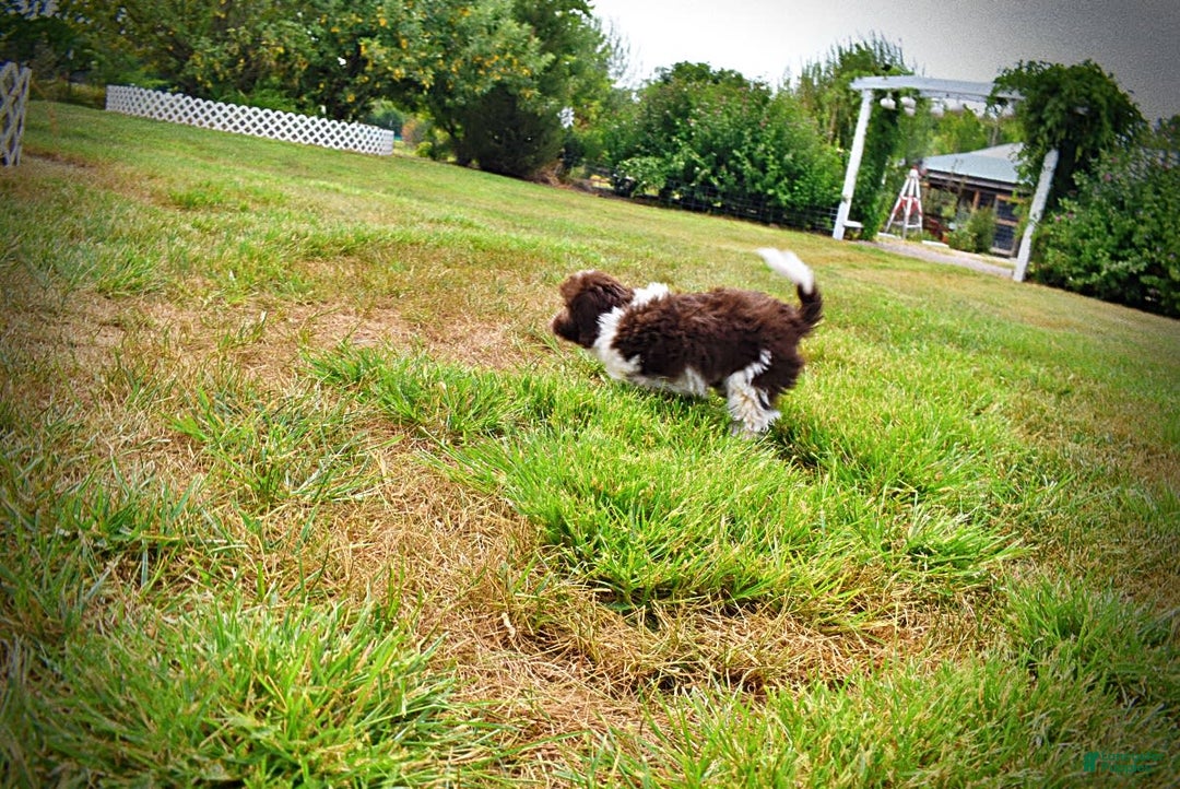 Havapoo dogs for sale: Hero - Image 12