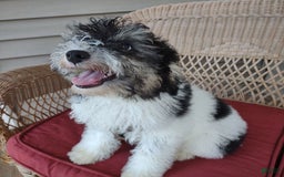 Toy Poodle dogs for sale: Ethan - Image 10