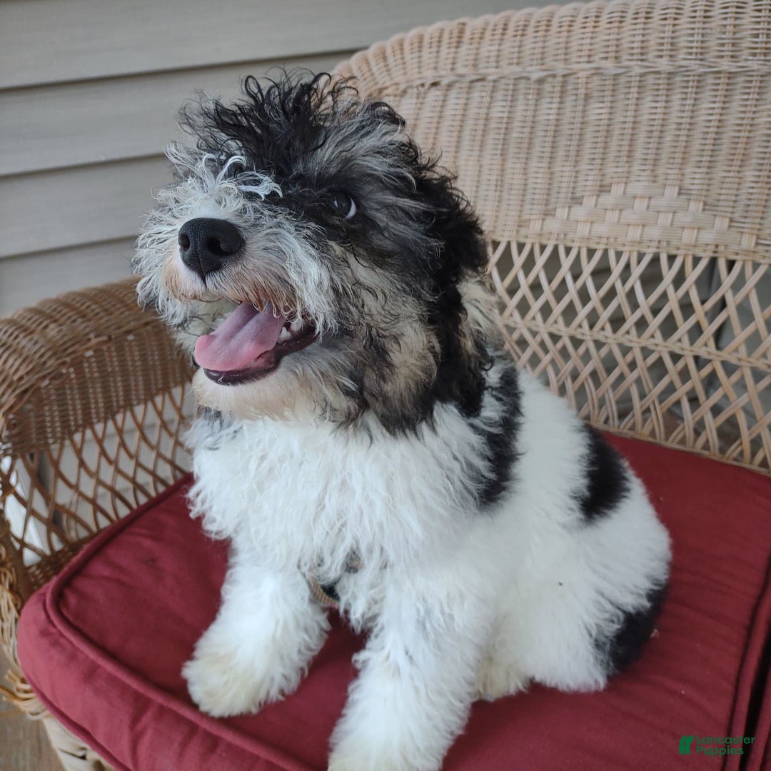 Toy Poodle dogs for sale: Ethan - Image 10