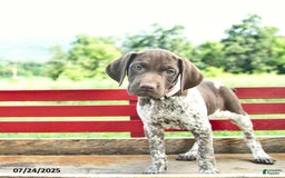 German Shorthaired Pointer dogs for sale: Brook - Image 5