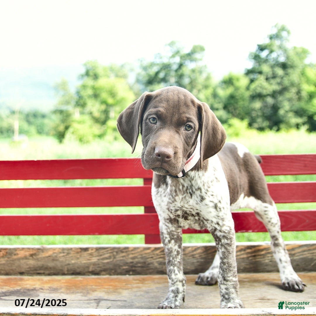 German Shorthaired Pointer dogs for sale: Brook - Image 5