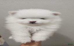 Pomeranian dogs for sale: Snow - Image 1