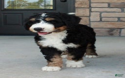Bernedoodle dogs for sale: Charlie - Image 1