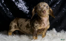 Miniature Dachshund dogs for sale: Piper - Image 2
