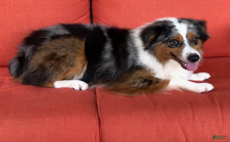 Miniature Australian Shepherd dogs for sale - Ad 1
