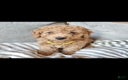 Miniature Poodle dogs for sale: Yellow - Image 2
