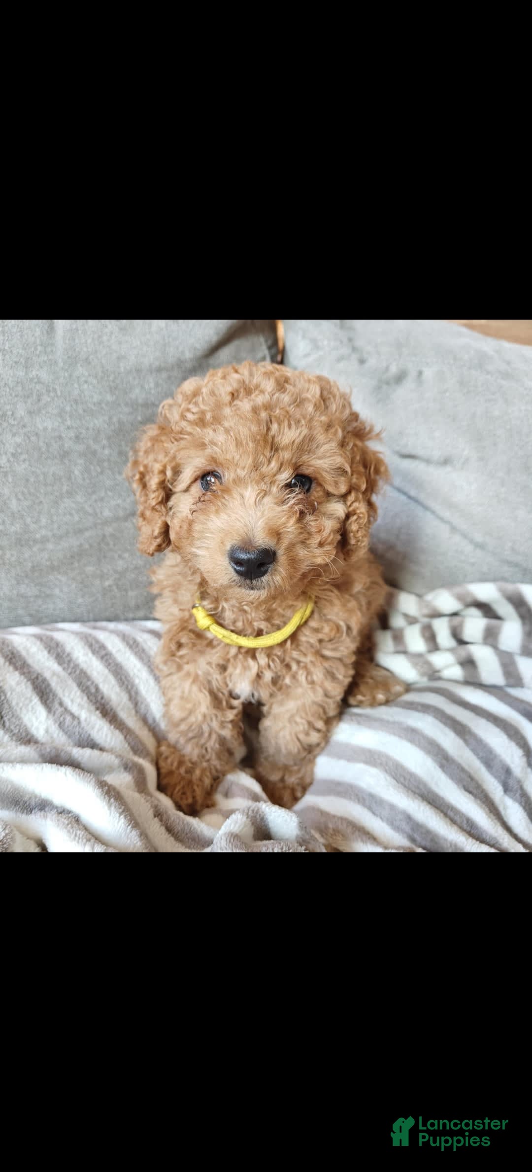 Miniature Poodle dogs for sale: Yellow - Image 2