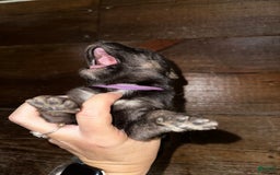 Gerberian Shepsky dogs for sale: Karma - Image 4