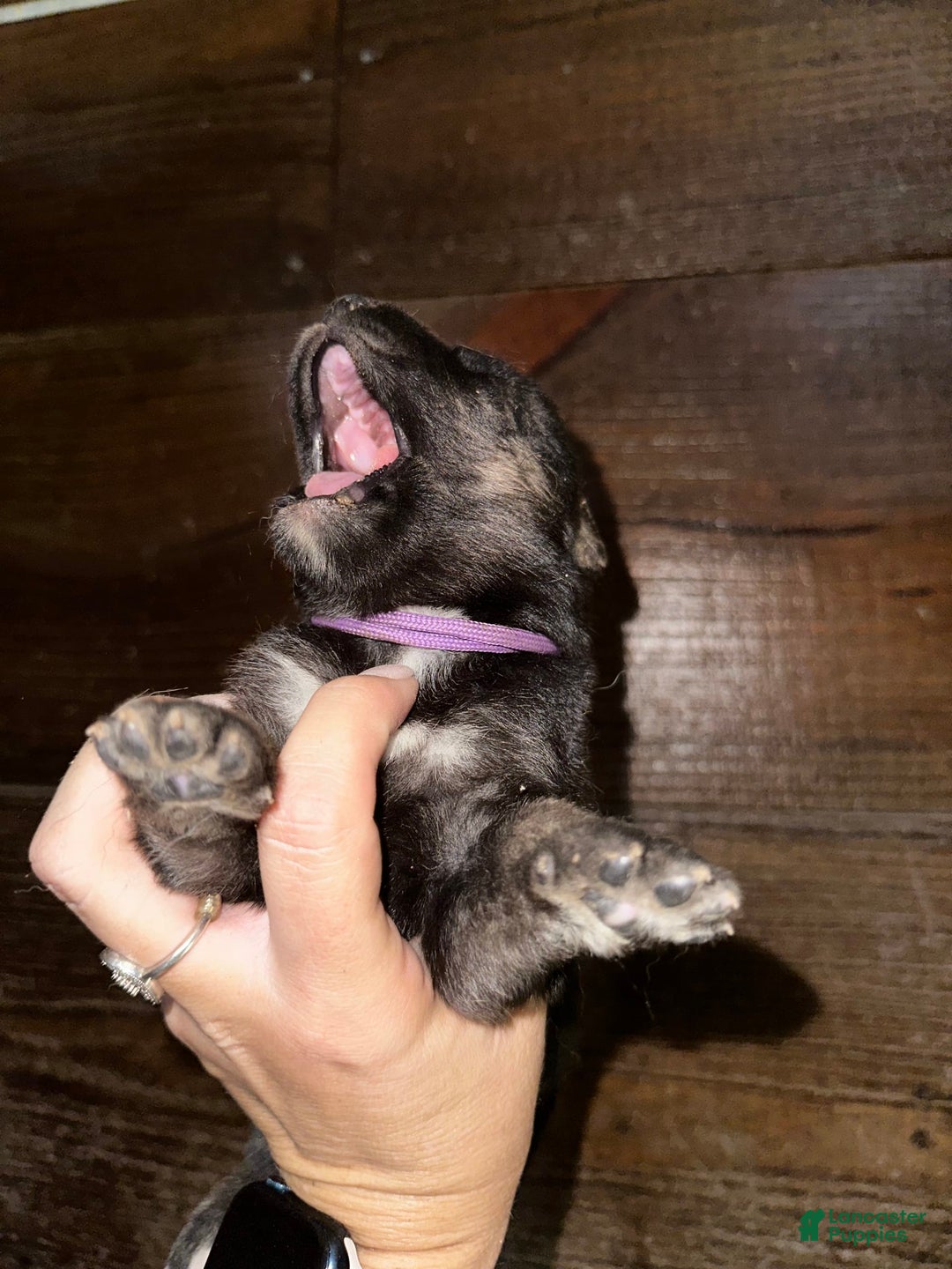Gerberian Shepsky dogs for sale: Karma - Image 4