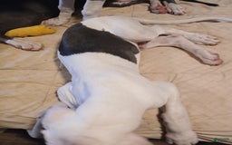 Great Dane dogs for sale: Kayden - Image 3