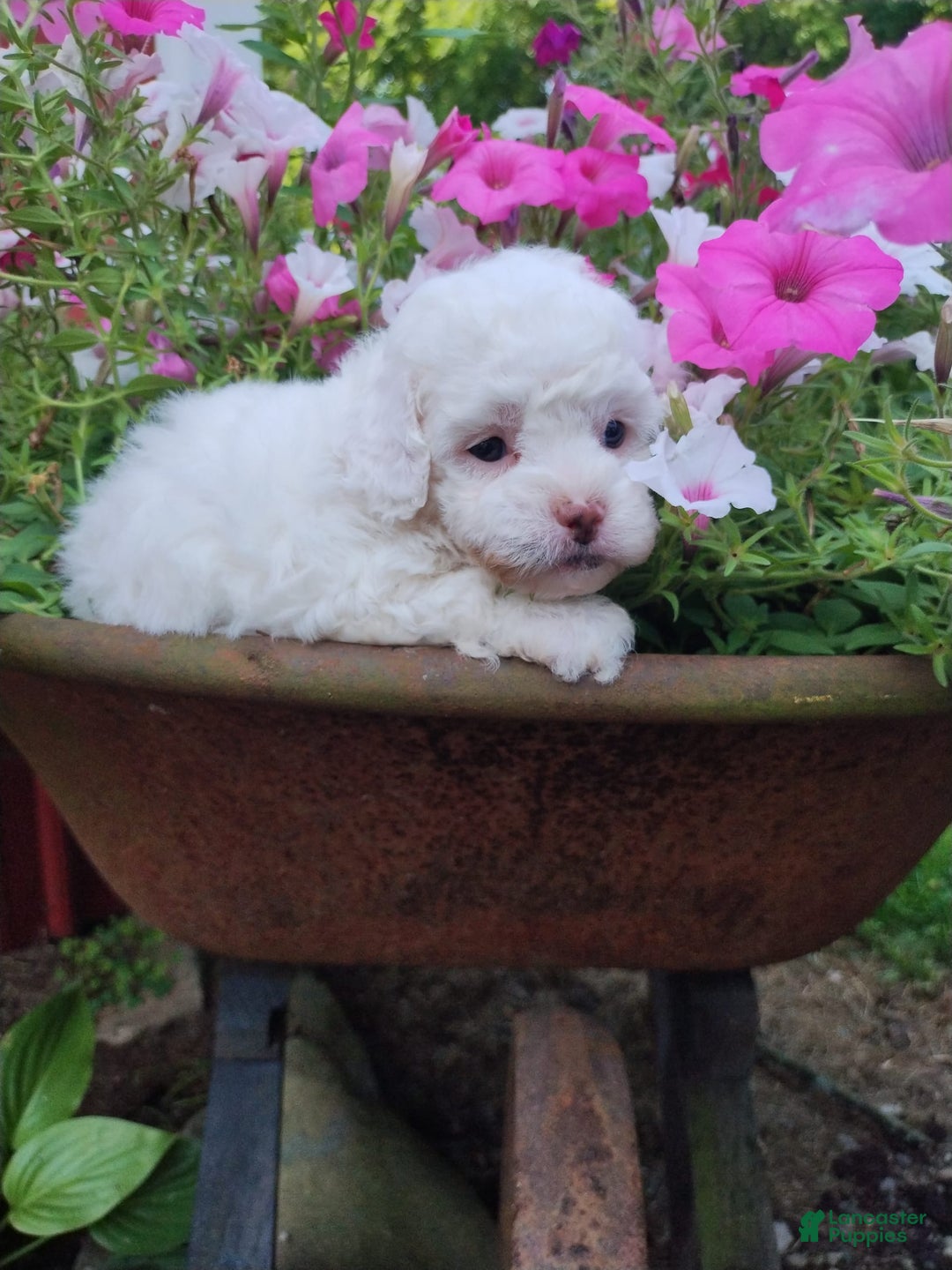 Shihpoo dogs for sale: Noelle - Image 1