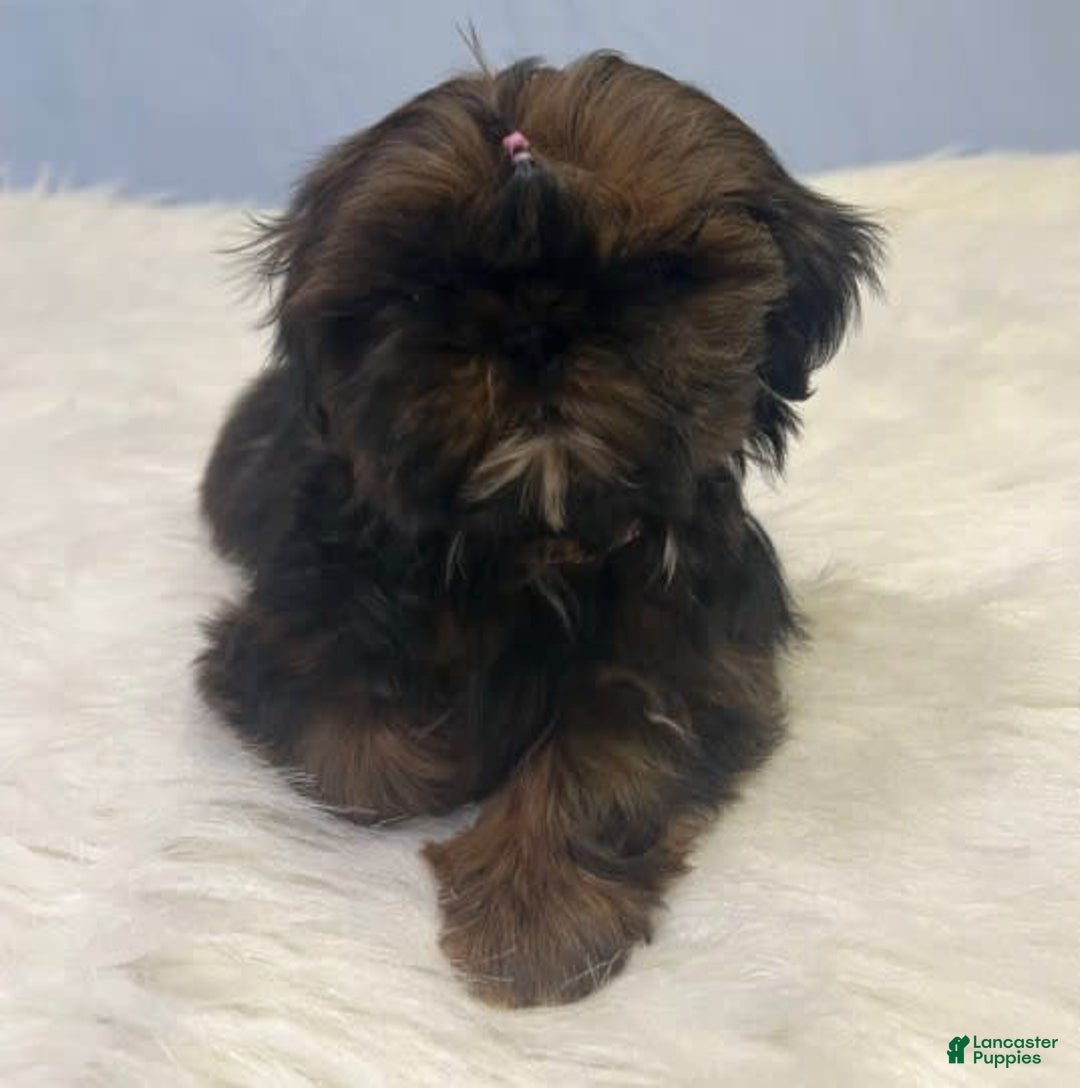 Shih Tzu dogs for sale: Glitterbug Pink - Image 9