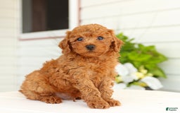 Miniature Poodle dogs for sale: Norman - Image 4