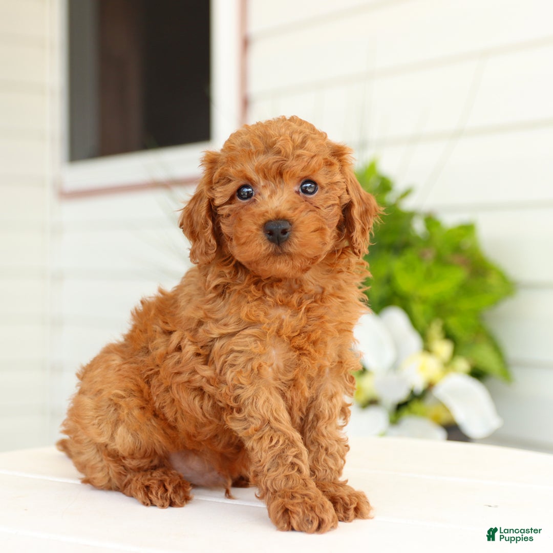 Miniature Poodle dogs for sale: Norman - Image 4