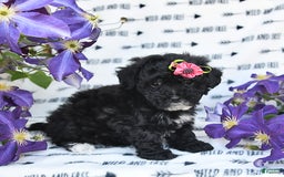 Havapoo dogs for sale: Lollipop - Image 6