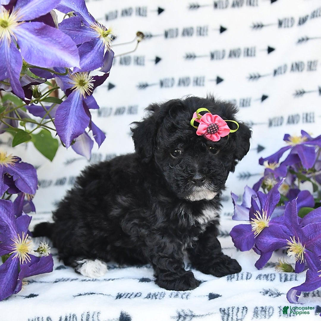 Havapoo dogs for sale: Lollipop - Image 6