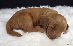 Goldendoodle dogs for sale: Regan - Image 2