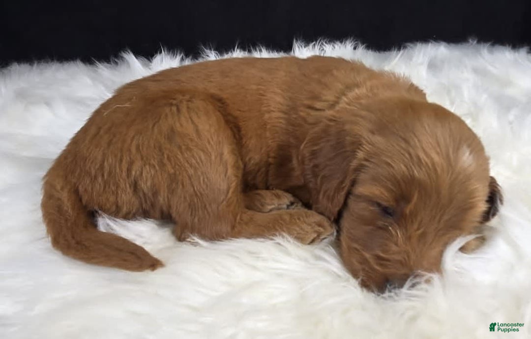 Goldendoodle dogs for sale: Regan - Image 2