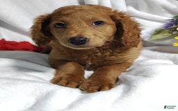 Mini Goldendoodle dogs for sale: Tootsie - Image 13