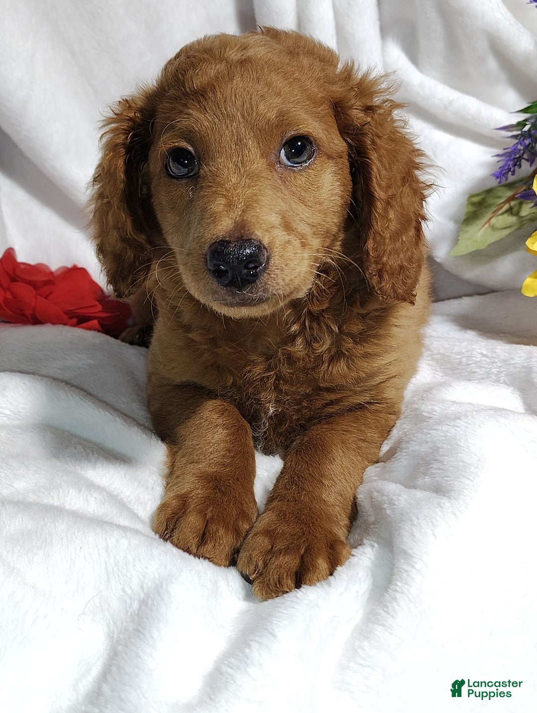Mini Goldendoodle dogs for sale: Tootsie - Image 13