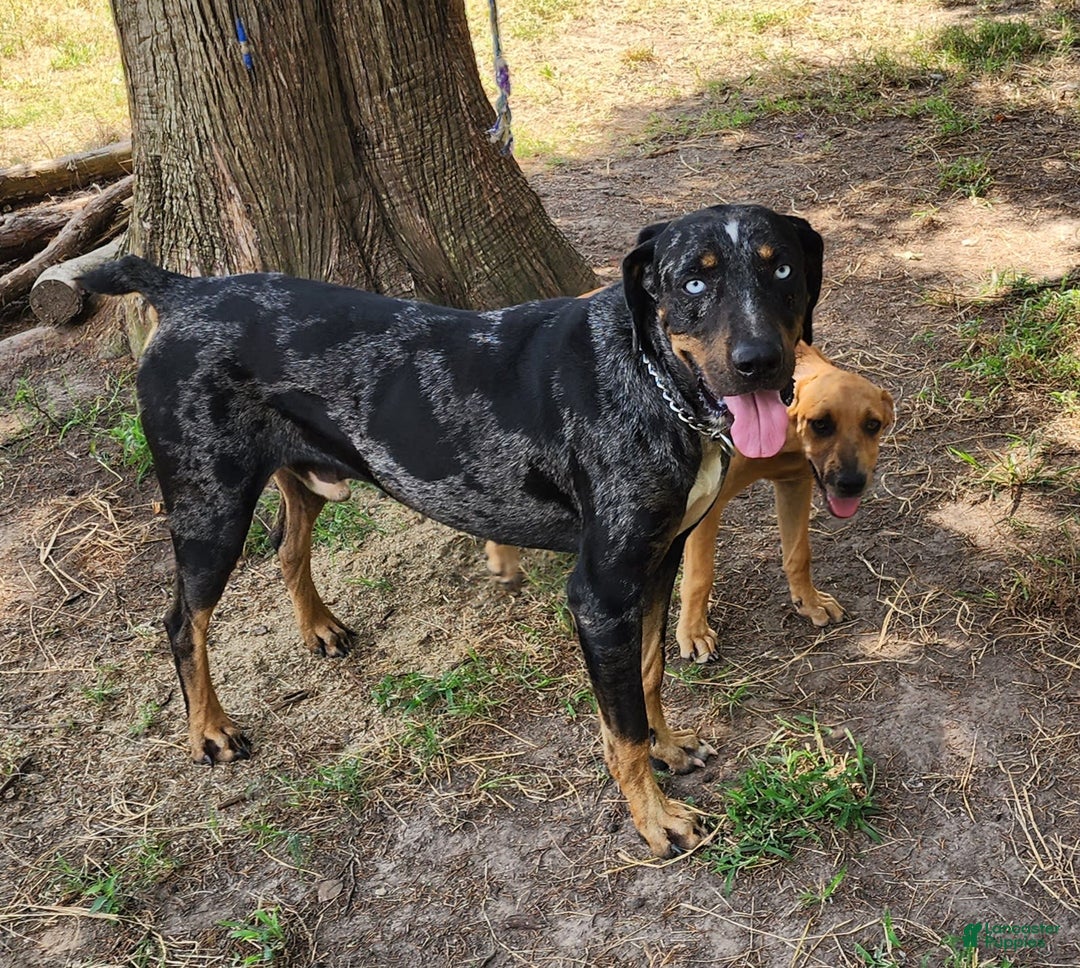 Catahoula Leopard Dog dogs for sale: Tess 2025 Male 1 - Image 15