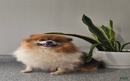 Pomeranian dogs for sale: Cuddles - Image 13