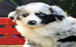Australian Shepherd dogs for sale: Blue - Image 2