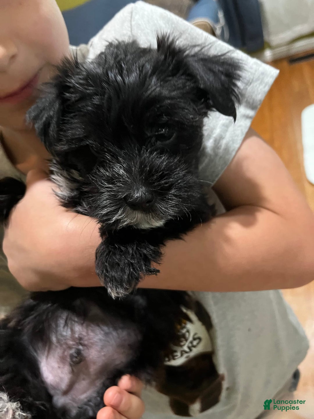Morkie dogs for sale: Mr. Sleepy - Image 10