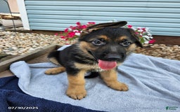 German Shepherd dogs for sale: Jonas - Image 3