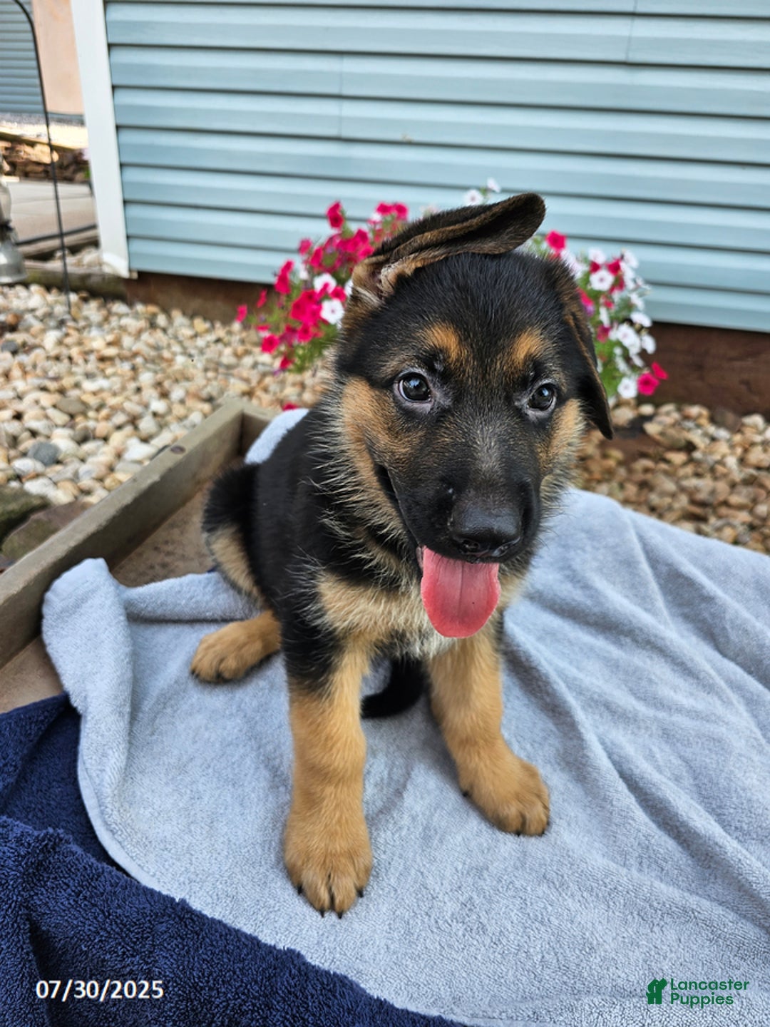 German Shepherd dogs for sale: Jonas - Image 3