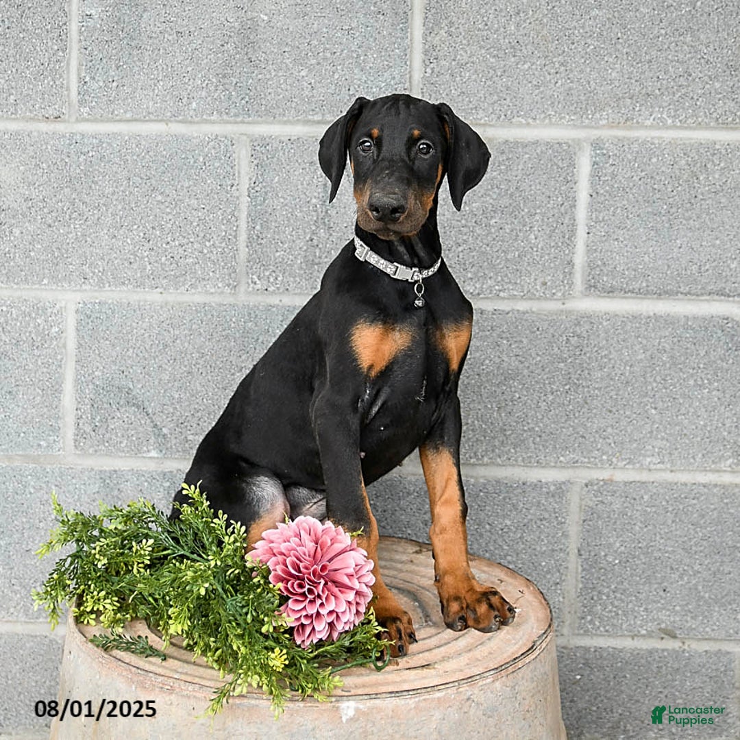Doberman Pinscher dogs for sale: Archer - Image 2