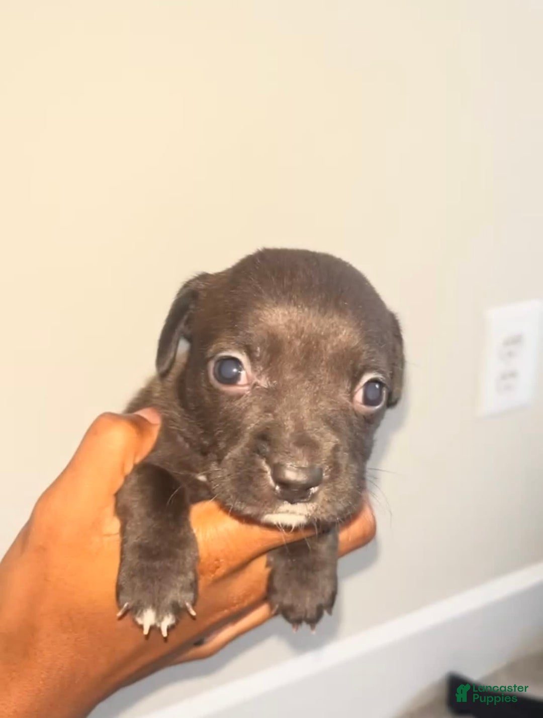 American Pit Bull Terrier dogs for sale: Yang - Image 2