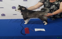 Pomsky dogs for stud: Zion Bartholomew - Image 3