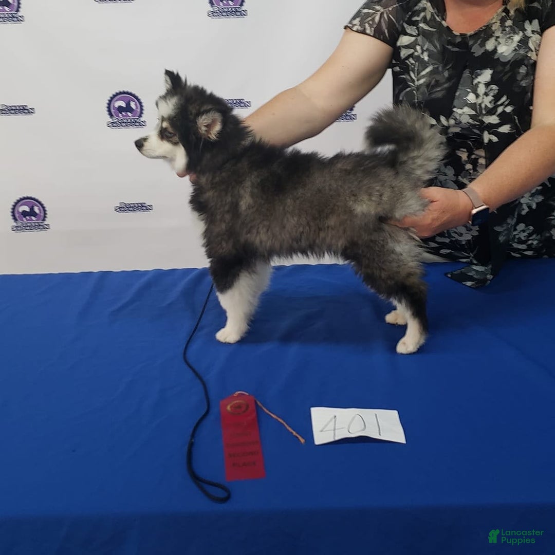 Pomsky dogs for stud: Zion Bartholomew - Image 3