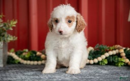 Mini Goldendoodle dogs for sale: Whitney - Image 2