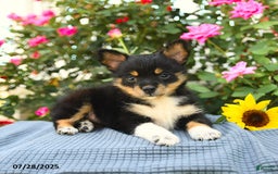 Smooth Fox Terrier dogs for sale: Ora - Image 1