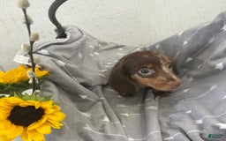 Miniature Dachshund dogs for sale: Logan - Image 1