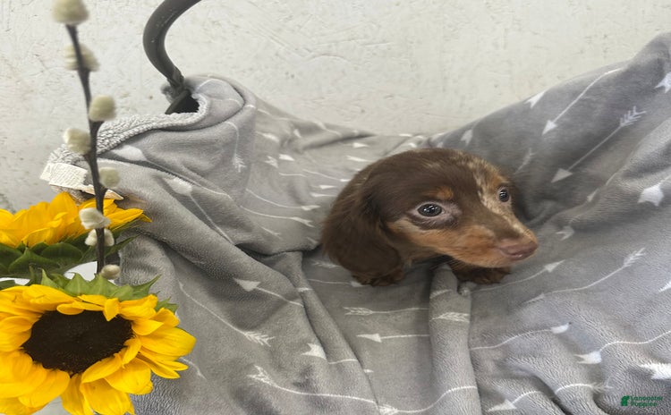 Miniature Dachshund dogs for sale - Ad 1