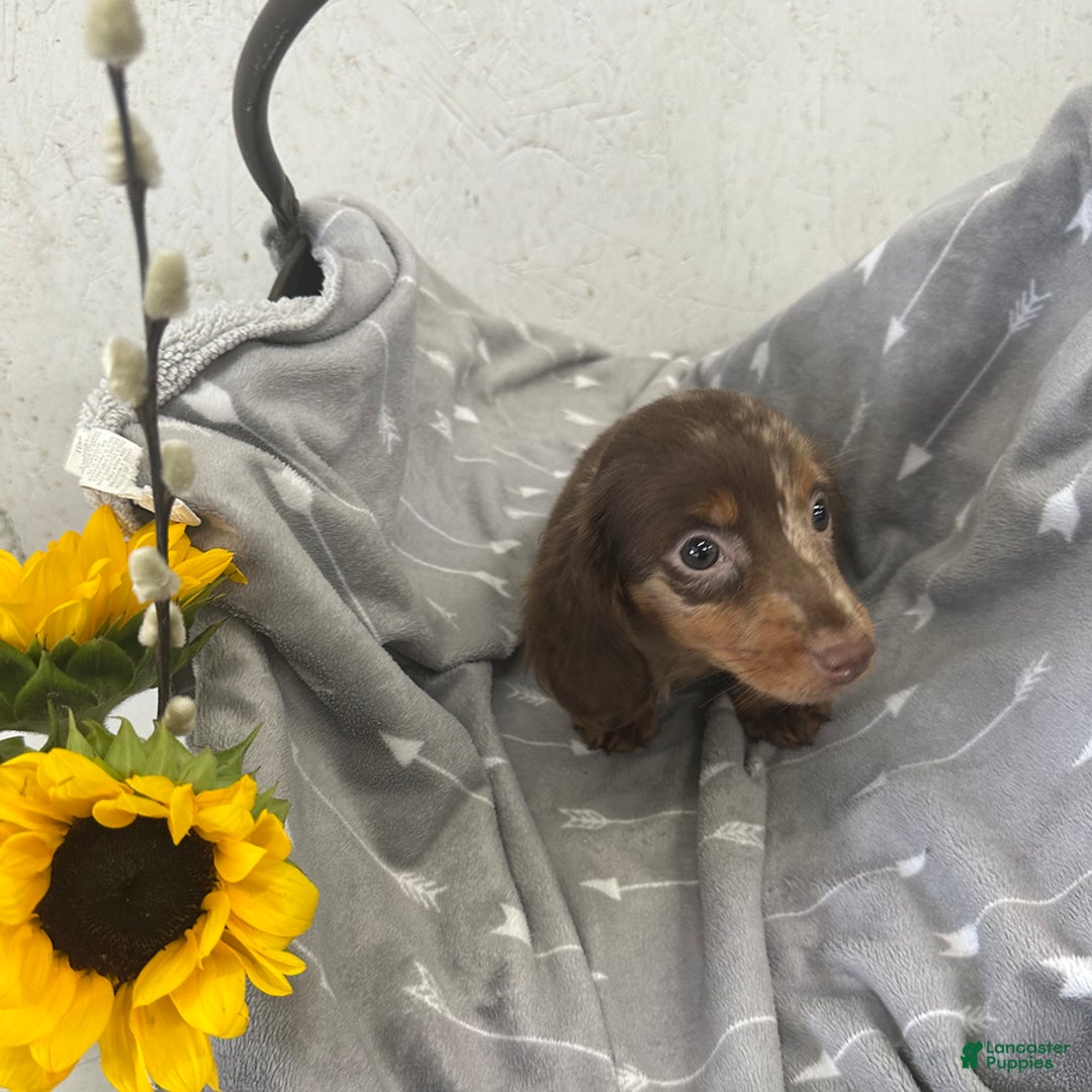 Miniature Dachshund dogs for sale: Logan - Image 1