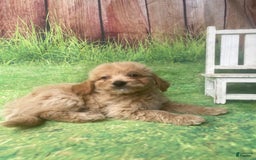 Mini Goldendoodle dogs for sale: Kona - Image 8