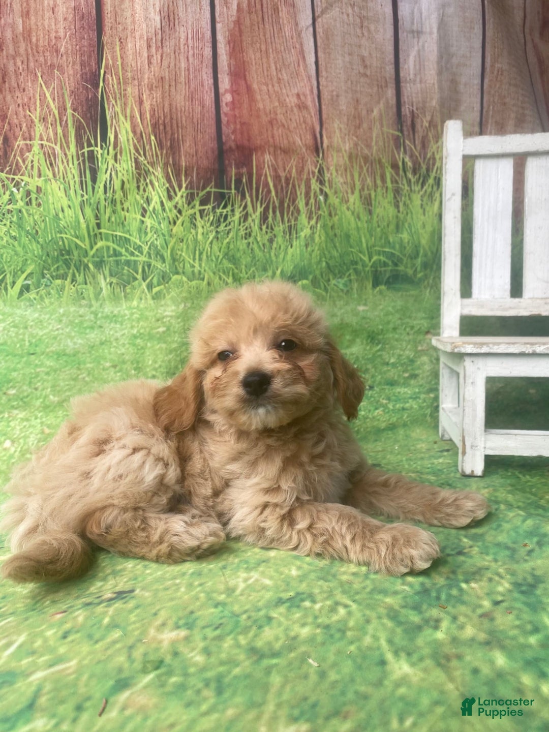 Mini Goldendoodle dogs for sale: Kona - Image 8