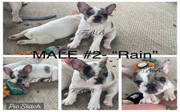 French Bulldog dogs for sale: Rain - Image 2