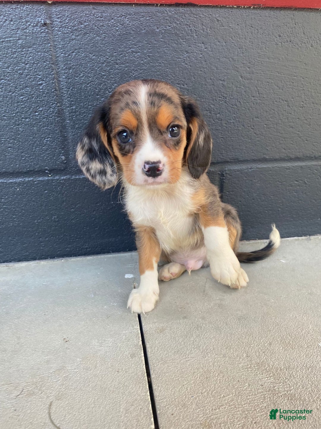 Beaglier dogs for sale: Max - Image 4