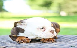 English Bulldog dogs for sale: Bridget - Image 12